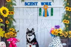 26-3-15-Scent-Work-704