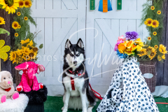 26-3-15-Scent-Work-707