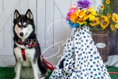 26-3-15-Scent-Work-711