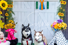 26-3-15-Scent-Work-717