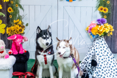 26-3-15-Scent-Work-720