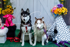 26-3-15-Scent-Work-725