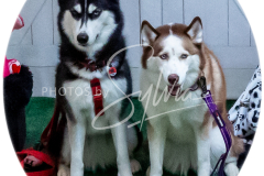 26-3-15-Scent-Work-730