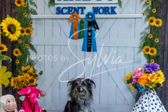 26-3-15-Scent-Work-740