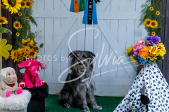 26-3-15-Scent-Work-741