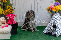 26-3-15-Scent-Work-748