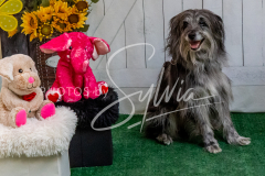 26-3-15-Scent-Work-749