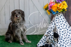 26-3-15-Scent-Work-751