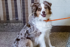 26-3-15-Scent-Work-759