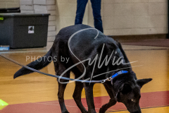 26-3-15-Scent-Work-765