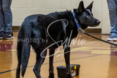 26-3-15-Scent-Work-783