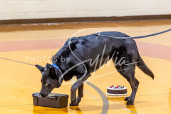 26-3-15-Scent-Work-793