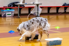 26-3-15-Scent-Work-813