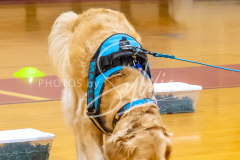 26-3-15-Scent-Work-866