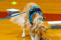 26-3-15-Scent-Work-889