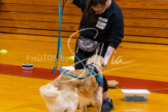 26-3-15-Scent-Work-891