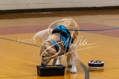 26-3-15-Scent-Work-894