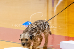 26-3-15-Scent-Work-91