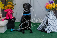 26-3-15-Scent-Work-929