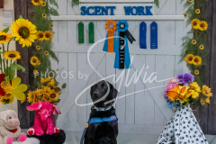 26-3-15-Scent-Work-930