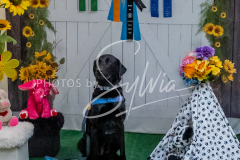 26-3-15-Scent-Work-931