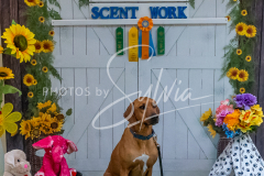 26-3-15-Scent-Work-935