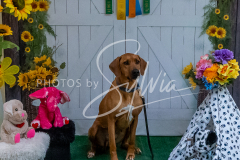 26-3-15-Scent-Work-936