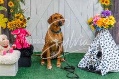 26-3-15-Scent-Work-945