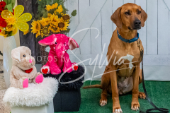 26-3-15-Scent-Work-948