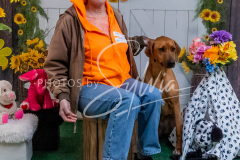 26-3-15-Scent-Work-963