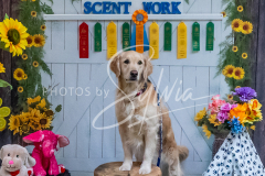 26-3-15-Scent-Work-967