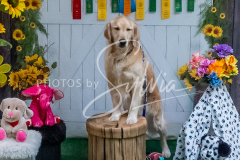 26-3-15-Scent-Work-971