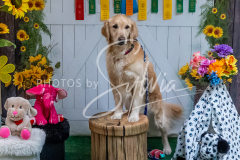 26-3-15-Scent-Work-979