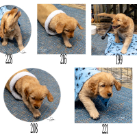 BLUE-PUP
