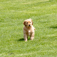 LindaE-Pups-4-27-26-11