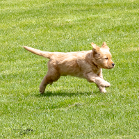 LindaE-Pups-4-27-26-14