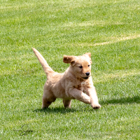 LindaE-Pups-4-27-26-16