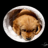 LindaE-Pups-4-27-26-168-3
