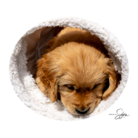LindaE-Pups-4-27-26-168
