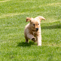 LindaE-Pups-4-27-26-19