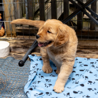LindaE-Pups-4-27-26-199