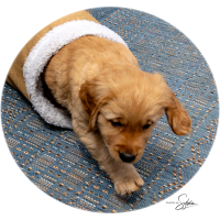 LindaE-Pups-4-27-26-208