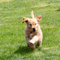 LindaE-Pups-4-27-26-21