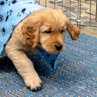 LindaE-Pups-4-27-26-221