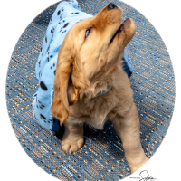 LindaE-Pups-4-27-26-228
