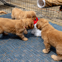LindaE-Pups-4-27-26-253