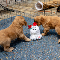 LindaE-Pups-4-27-26-261