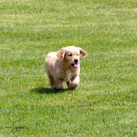 LindaE-Pups-4-27-26-29