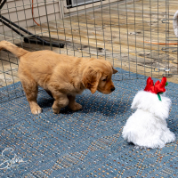 LindaE-Pups-4-27-26-297