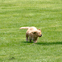LindaE-Pups-4-27-26-3